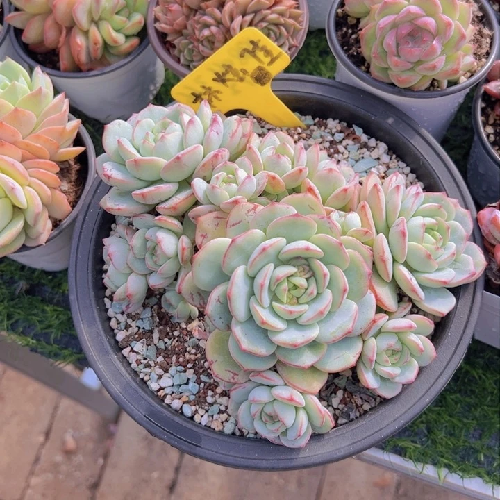 健健康康平平安安