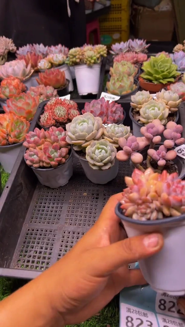 【闪购商品】多肉植物822