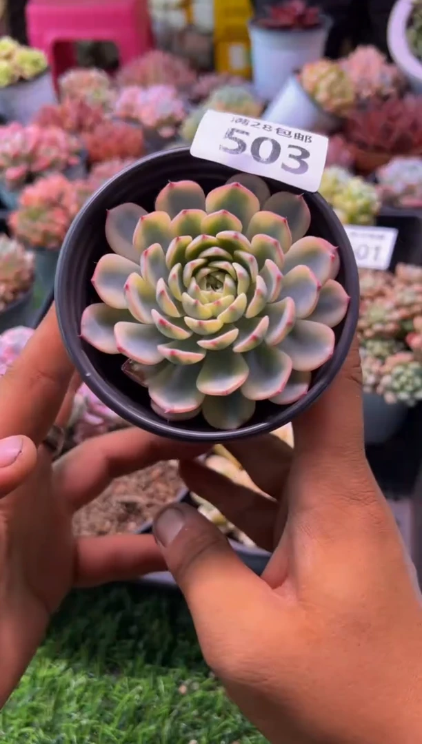 【闪购商品】多肉植物503