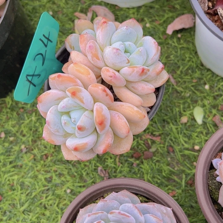 健健康康平平安安