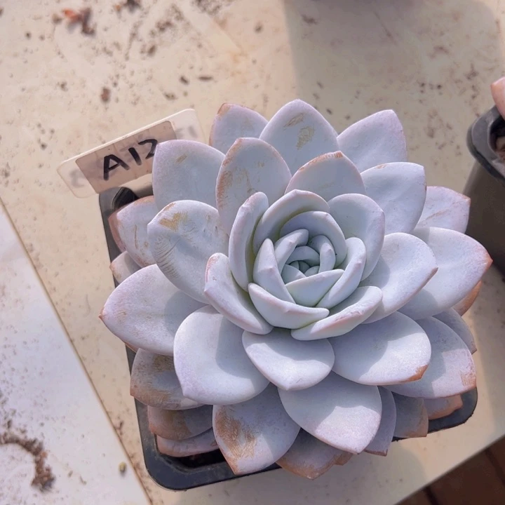 健健康康平平安安