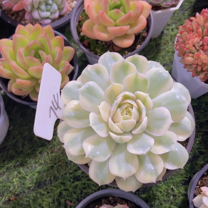 健健康康平平安安