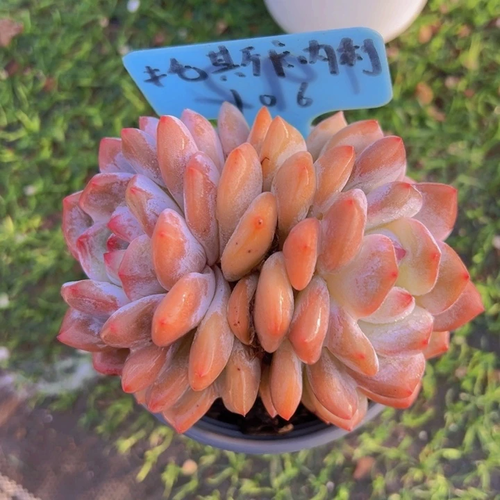 健健康康平平安安