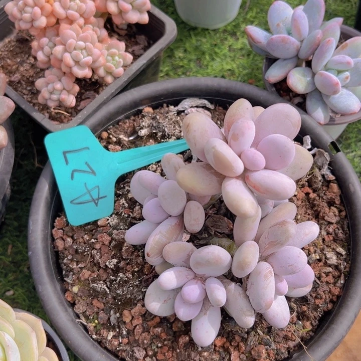 健健康康平平安安