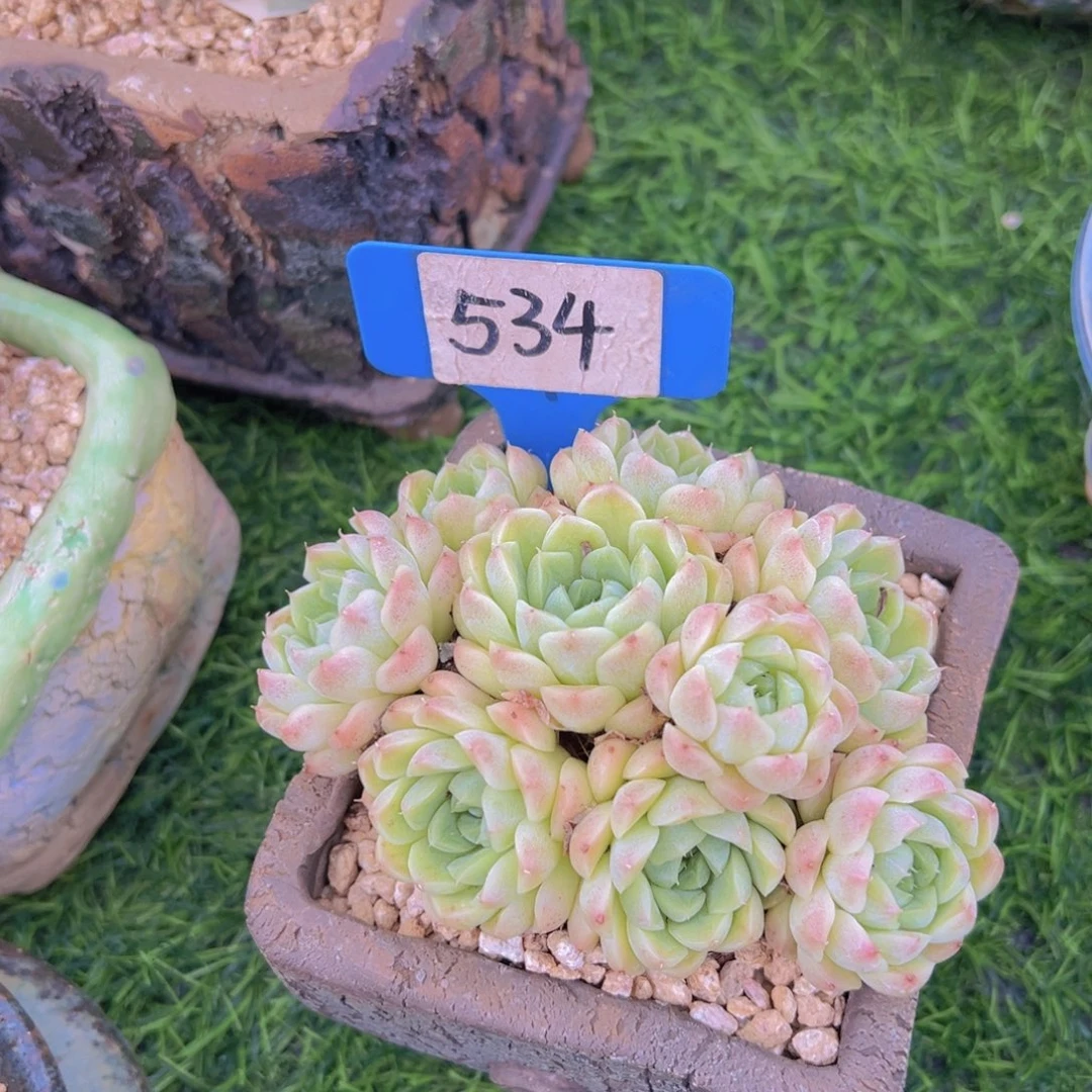 美*洋洛可可的多肉植物