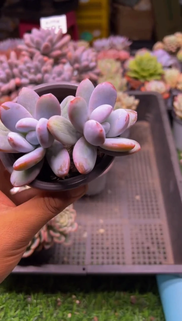 【闪购商品】多肉植物800