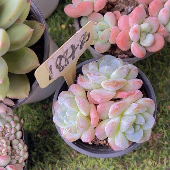 健健康康平平安安