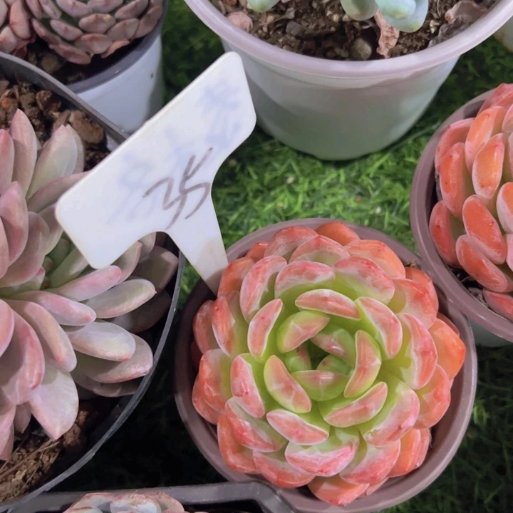 健健康康平平安安