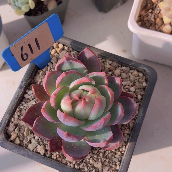 健健康康平平安安