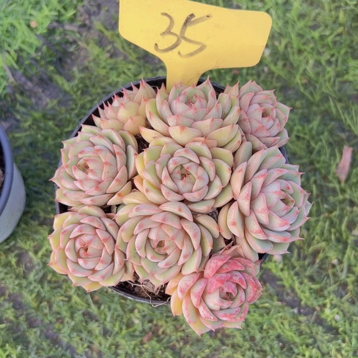 健健康康平平安安