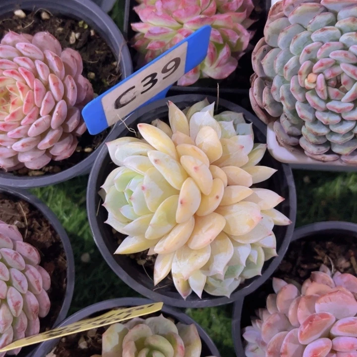 健健康康平平安安