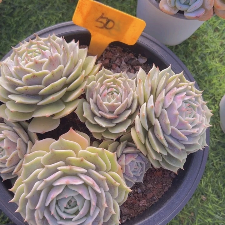 健健康康平平安安