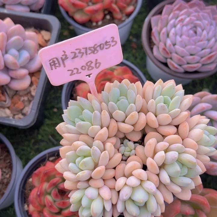 健健康康平平安安