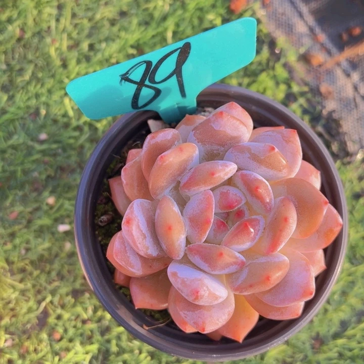 健健康康平平安安