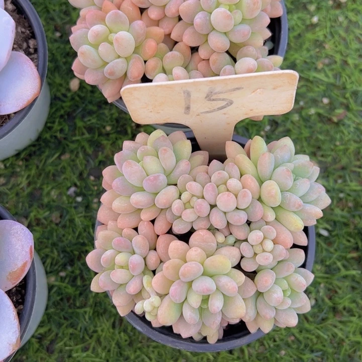 健健康康平平安安