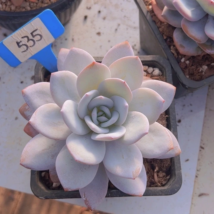 健健康康平平安安