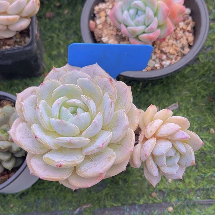 健健康康快快乐长大就行