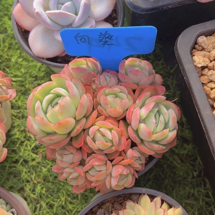 健健康康平平安安