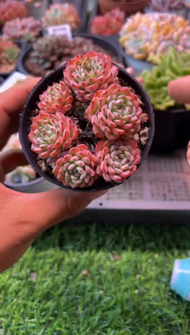 【闪购商品】多肉植物422