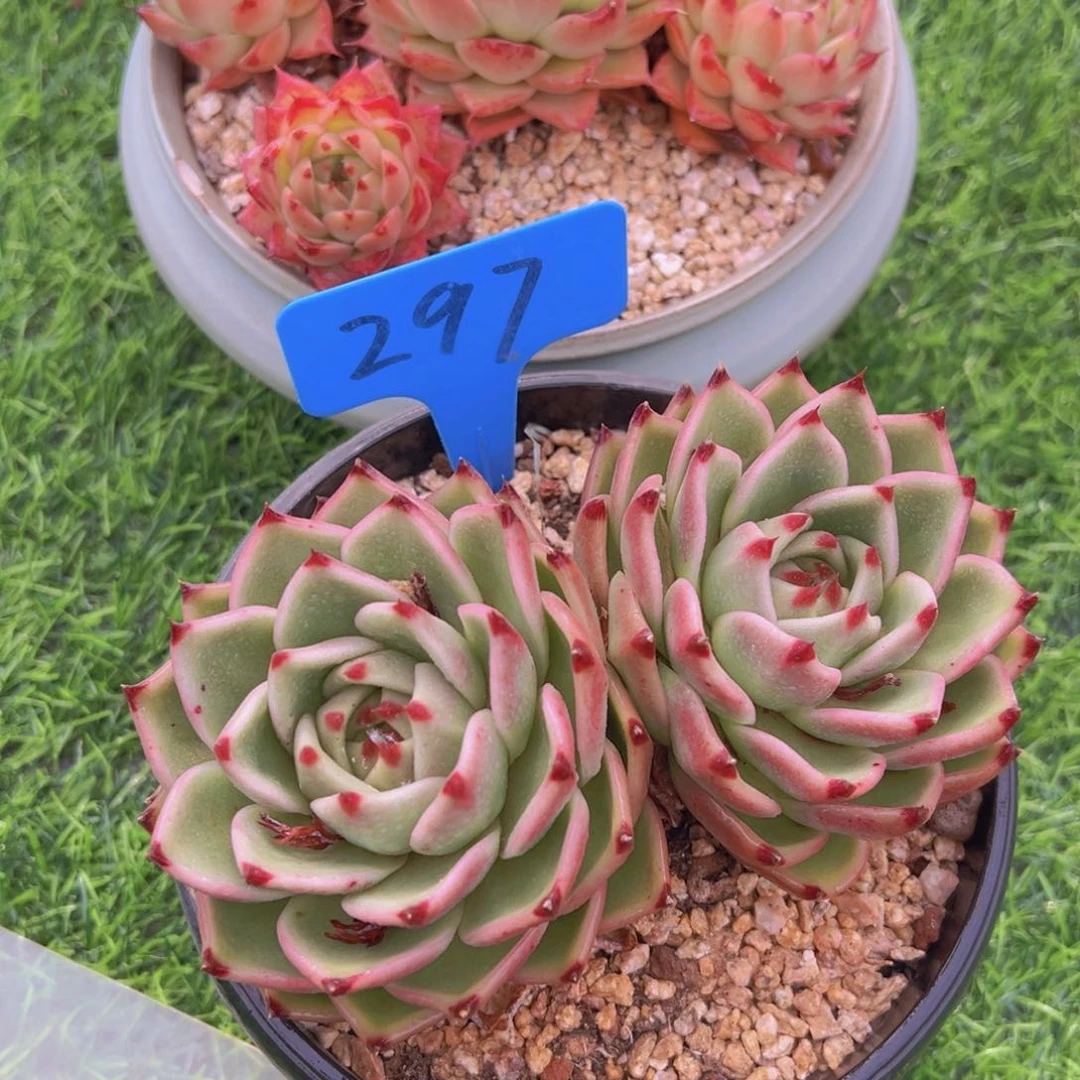 M*言洛可可的多肉植物
