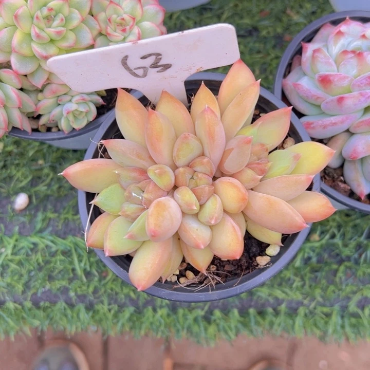 健健康康平平安安