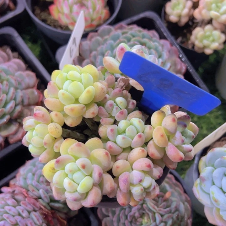 健健康康平平安安