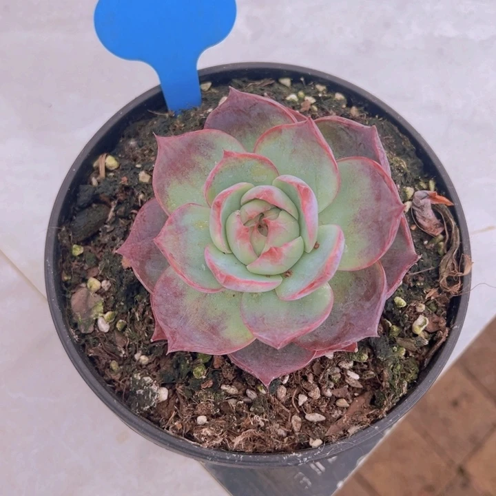 健健康康平平安安多肉