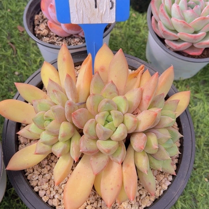 健健康康平平安安