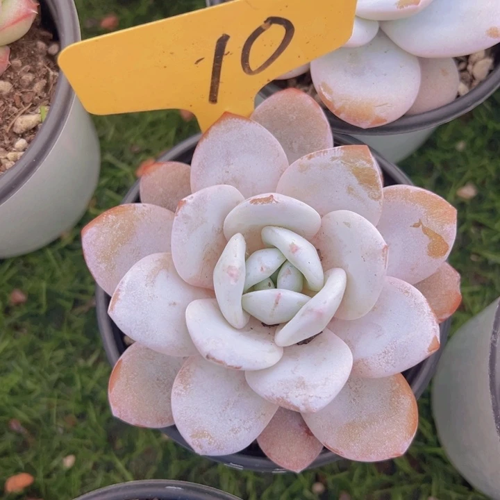 健健康康平平安安