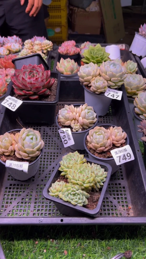 【闪购商品】多肉植物754
