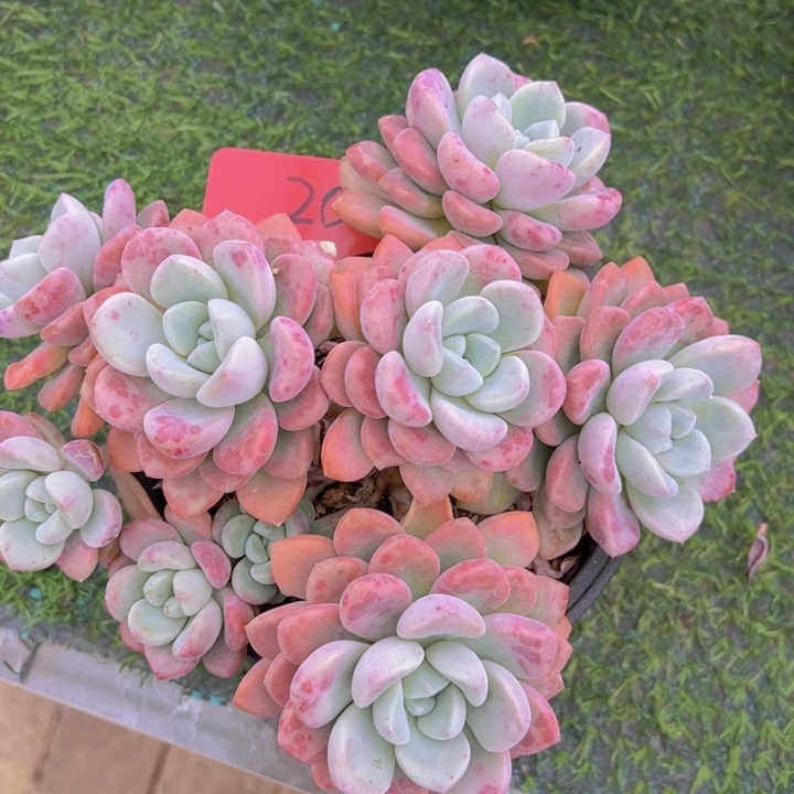 健健康康平平安安