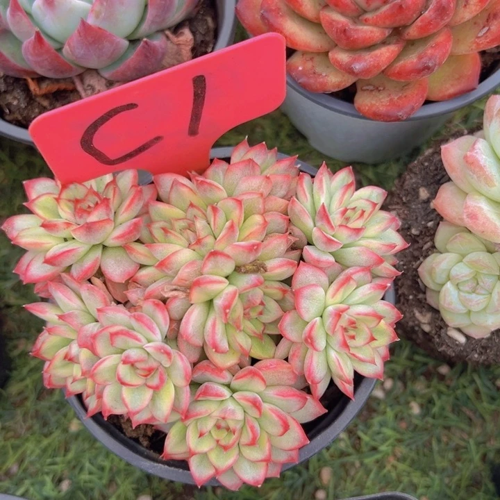 健健康康平平安安