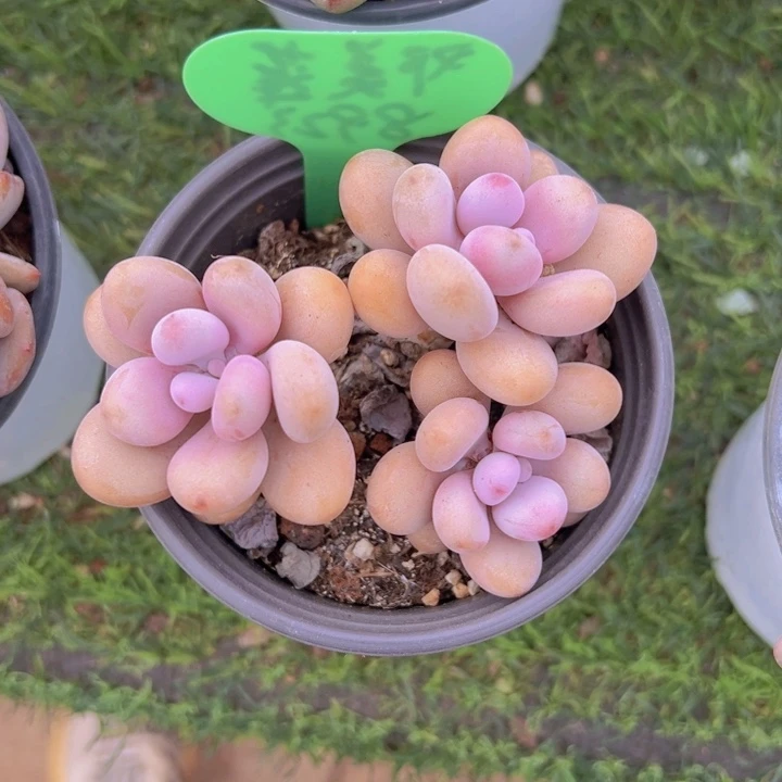 健健康康平平安安