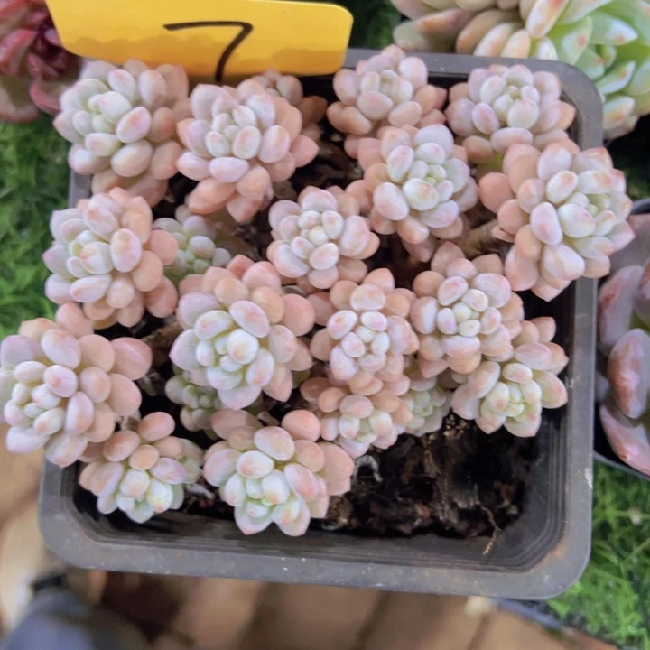 健健康康平平安安