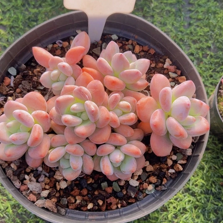 健健康康平平安安