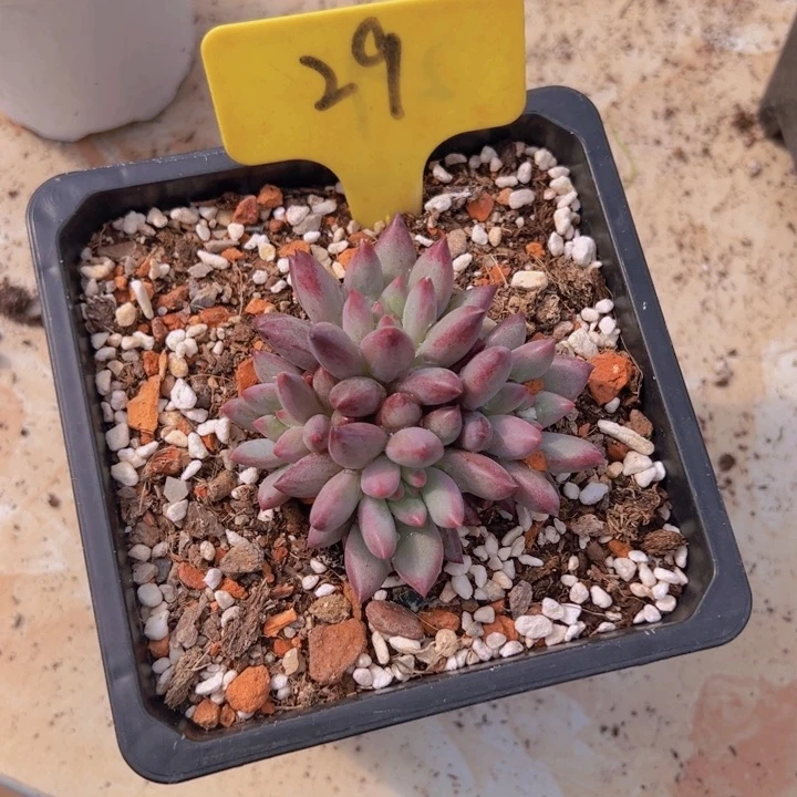 健健康康平平安安