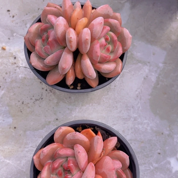 健健康康平平安安