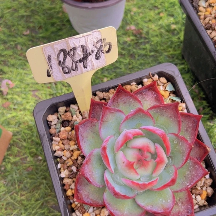 健健康康平平安安