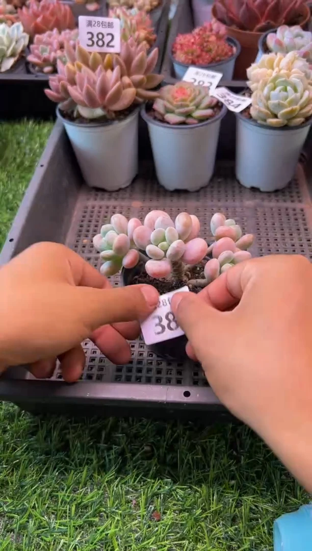 【闪购商品】多肉植物385