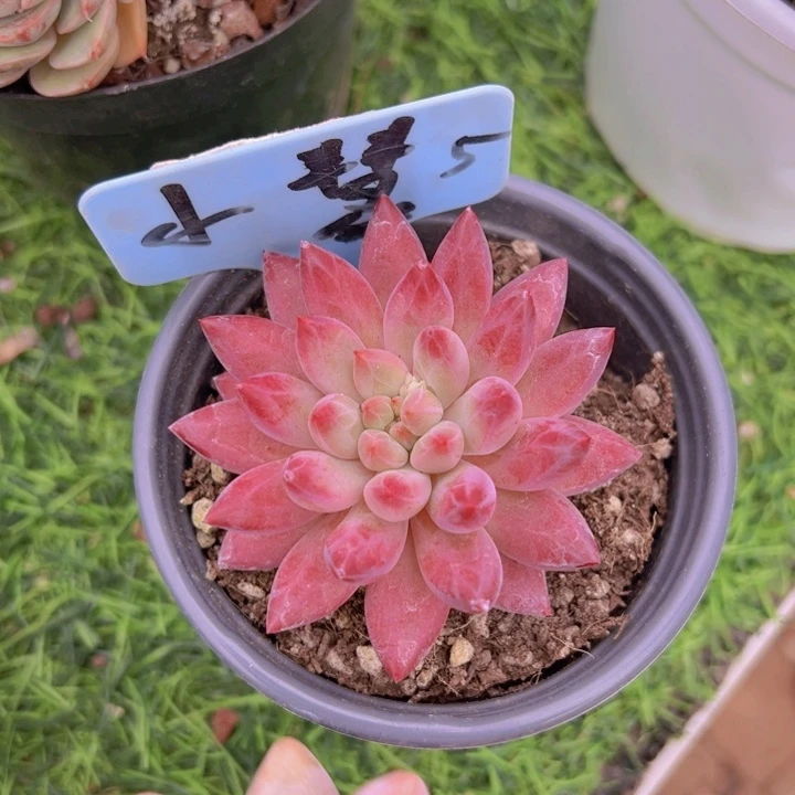 健健康康平平安安多肉植物