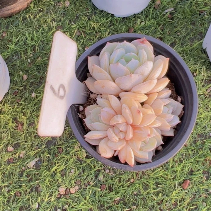 健健康康平平安安