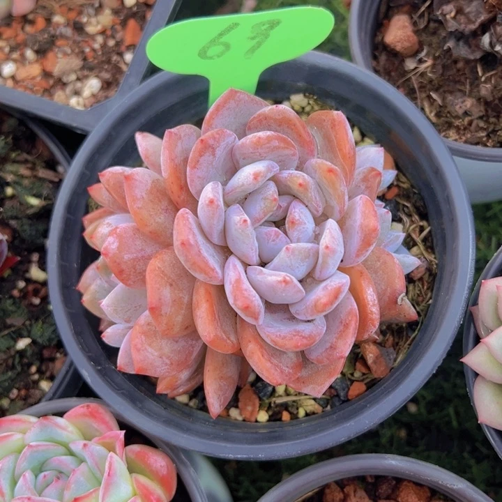 健健康康平平安安