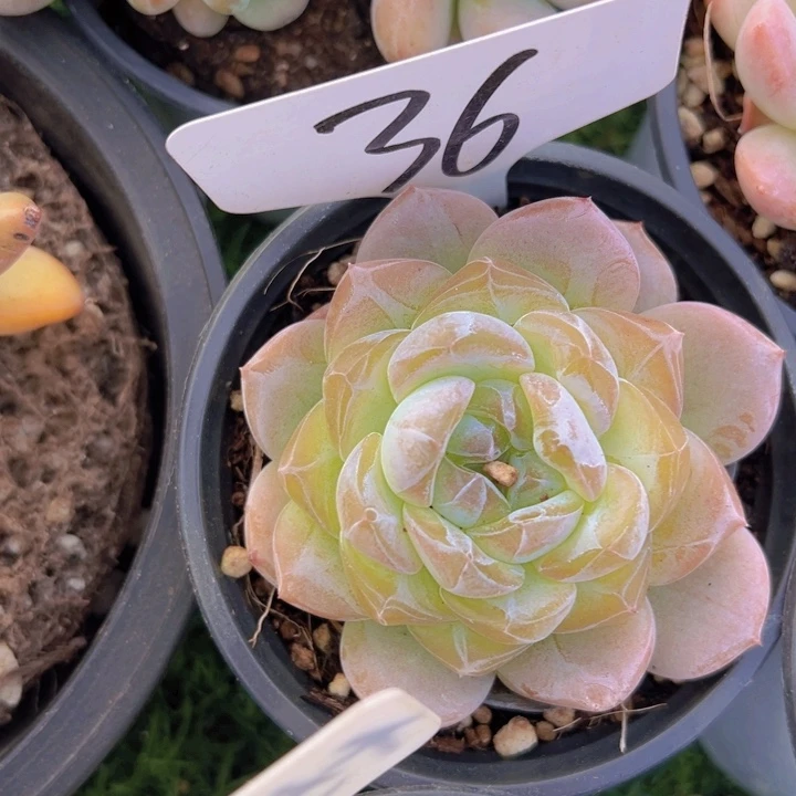 健健康康平平安安