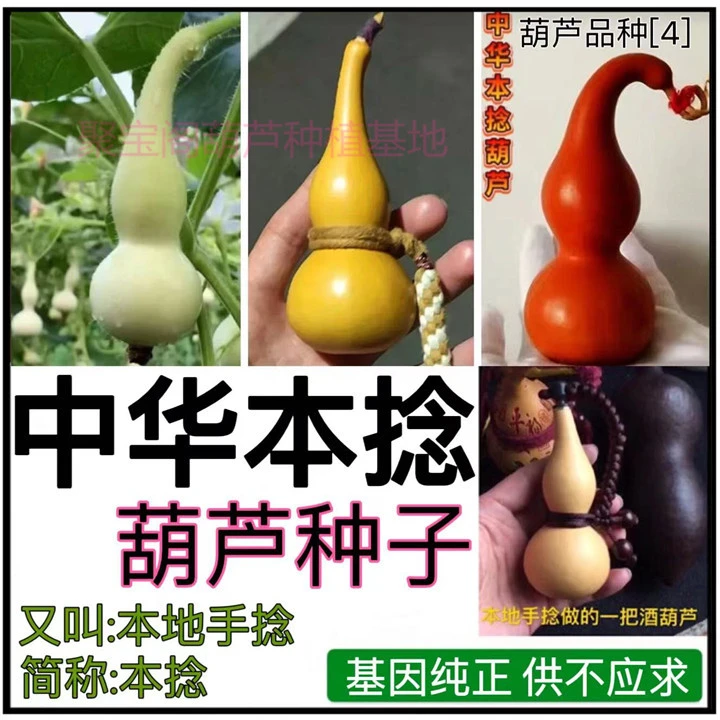 中华本捻葫芦种子本地手捻本捻葫芦文玩阳台盆栽大中小八宝葫芦籽