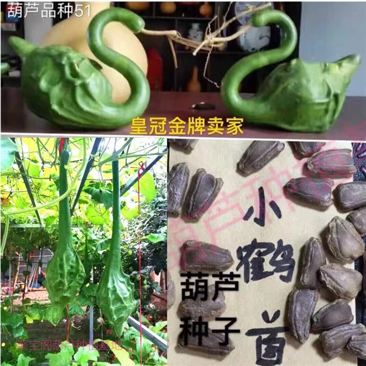 鹤首葫芦种子天鹅油锤特小文玩阳台盆栽超大巨型莲花头大瓢葫芦籽