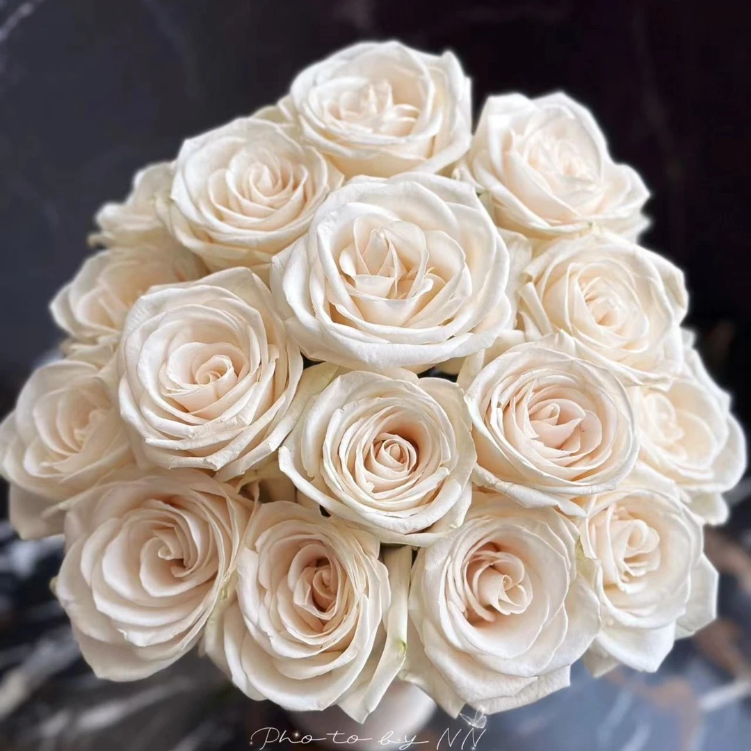 [芬得拉]玫瑰一单不包邮！！