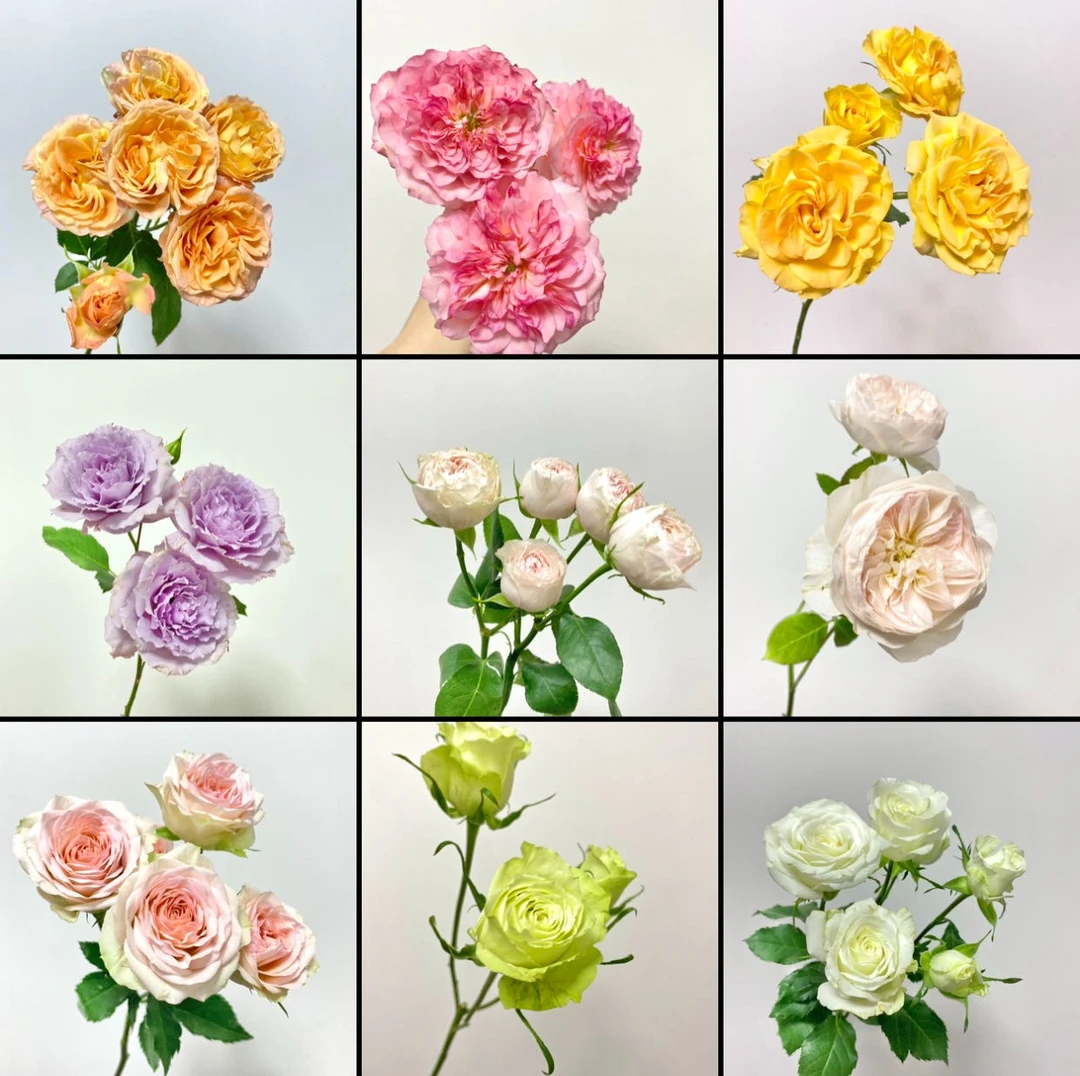 [婚礼白洋牡丹]草花一单不发货！！