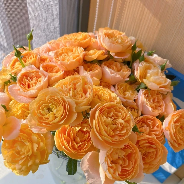 [果汁阳台]玫瑰一单不发货！！