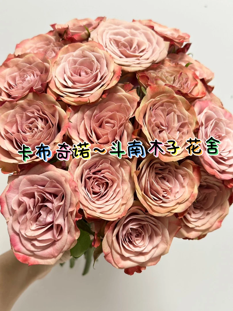 [多头卡布奇诺]玫瑰一单不包邮！！