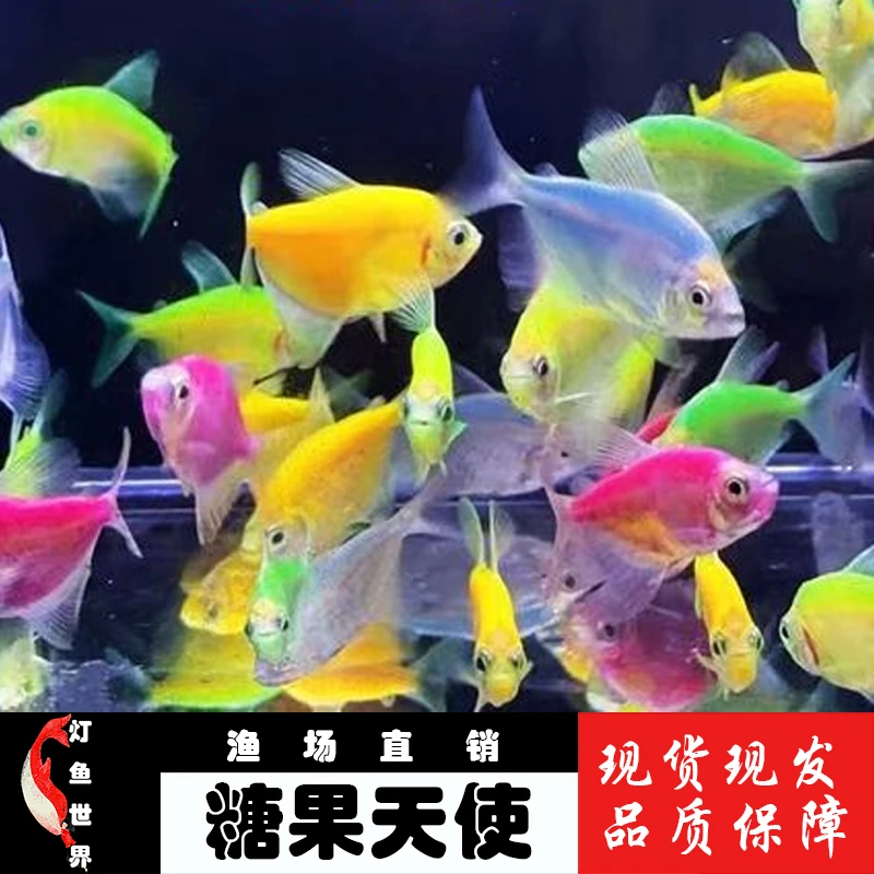 糖果天使观赏鱼颜色丰富多彩小型鱼耐养